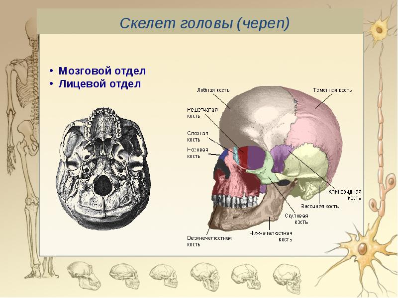 Кости скелета черепа человека. Скелет человека мозговой отдел черепа. Скелет головы лицевой отдел мозговой отдел. Строение мозгового отдела черепа человека анатомия. Скелет головы мозговой череп.