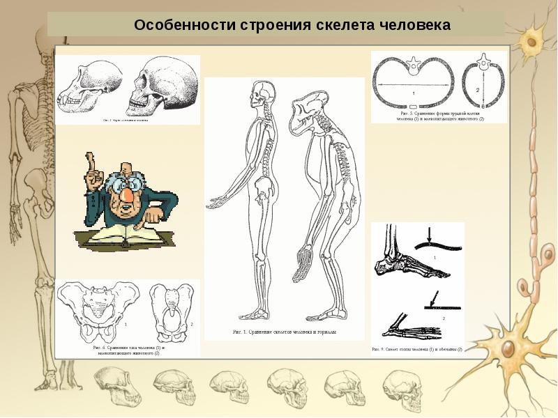 Игра по анатомии человека 8 класс презентация