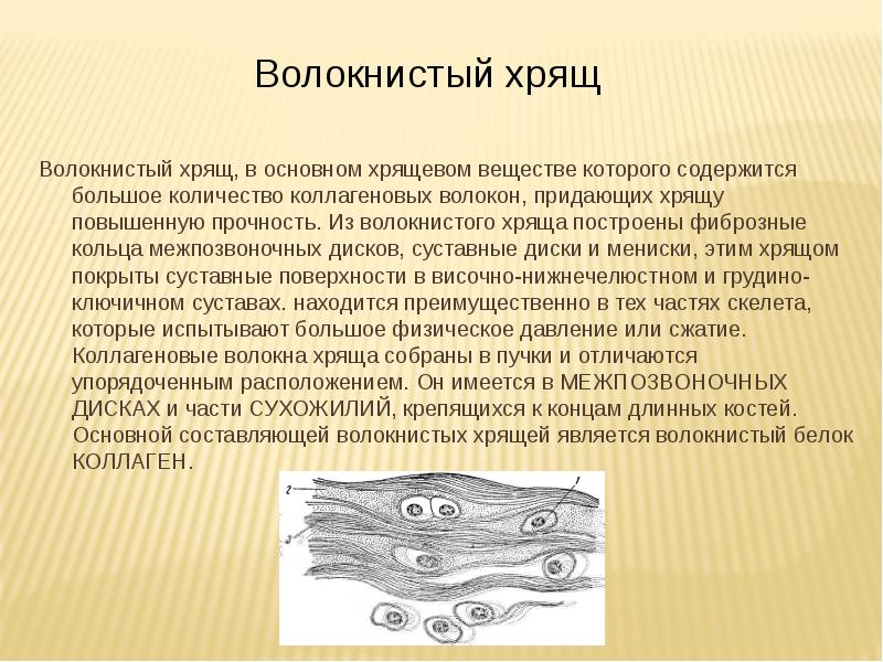 Волокнистый хрящ, в основном хрящевом веществе которого содержится большое количество коллагеновых Волокнистый хрящ, в основном хрящевом веществе которого содержится большое количество коллагеновых
