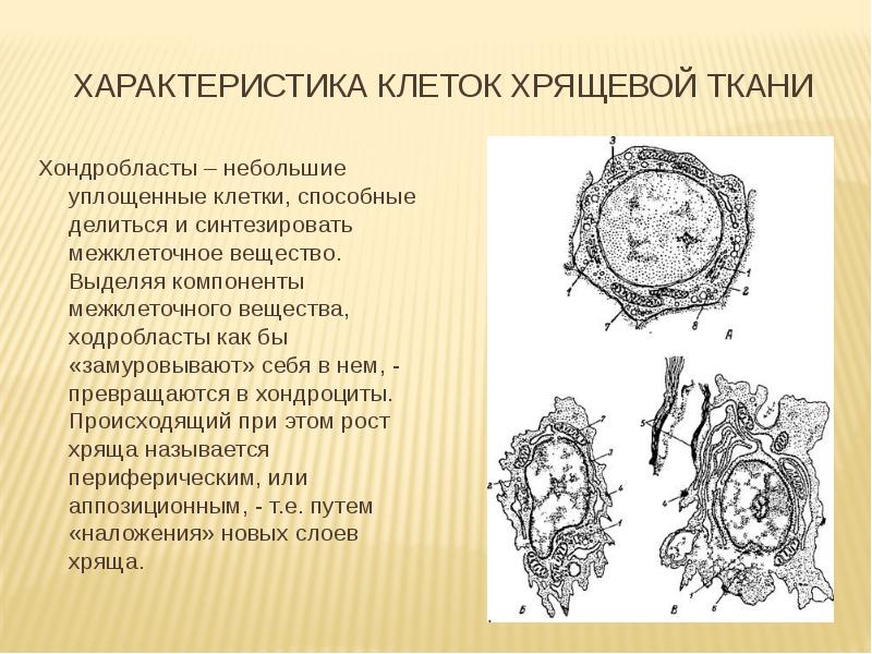 характеристика клеток хрящевой ткани
Хондробласты – небольшие уплощенные клетки, способные делиться характеристика клеток хрящевой ткани
Хондробласты – небольшие уплощенные клетки, способные делиться