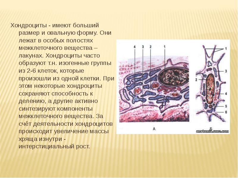 Хондроциты - имеют больший размер и овальную форму. Они лежат в Хондроциты - имеют больший размер и овальную форму. Они лежат в