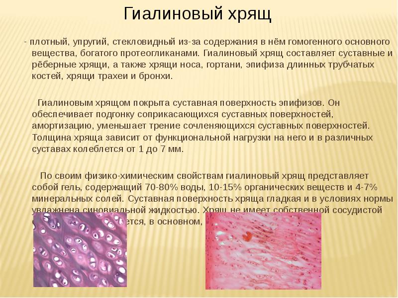 - плотный, упругий, стекловидный из-за содержания в нём гомогенного основного вещества, - плотный, упругий, стекловидный из-за содержания в нём гомогенного основного вещества,