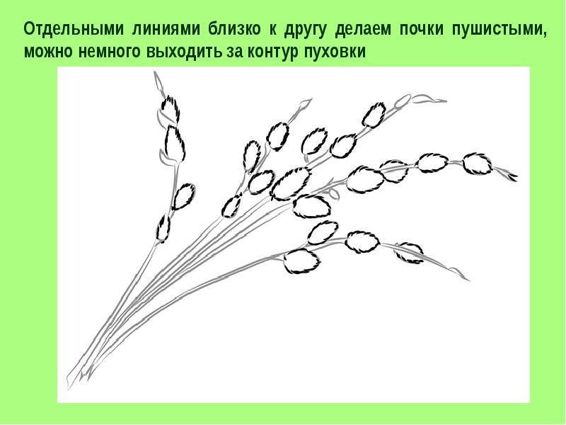 Как нарисовать вербу карандашом поэтапно для детей