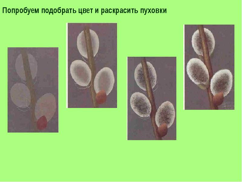 Рисунок верба изо 2 класс