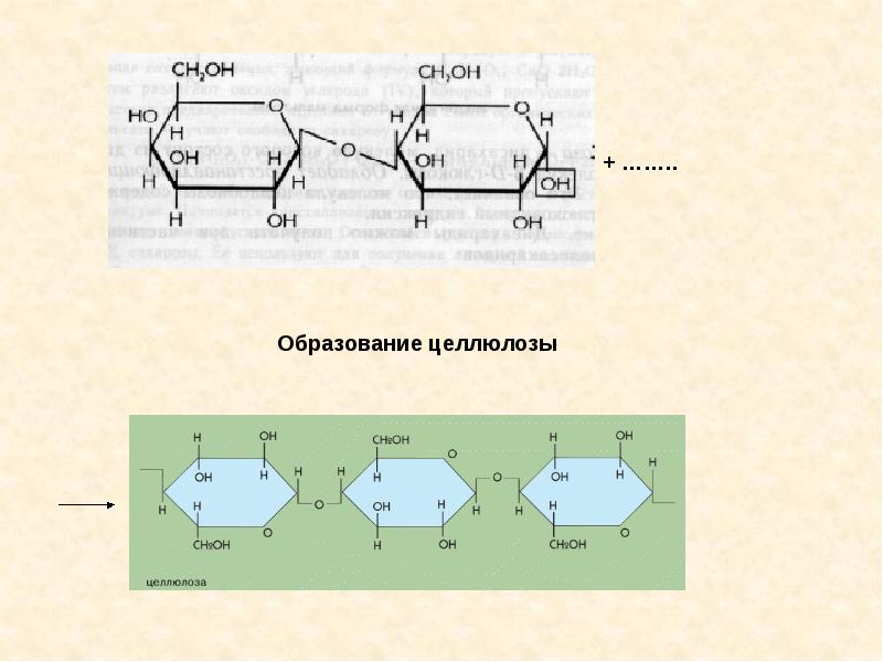 Целлюлоза представители. Уравнение реакции образования молекулы целлюлозы. Образование целлюлозы формула. Схема образования целлюлозы. Образование целлюлозы из Глюкозы формула.