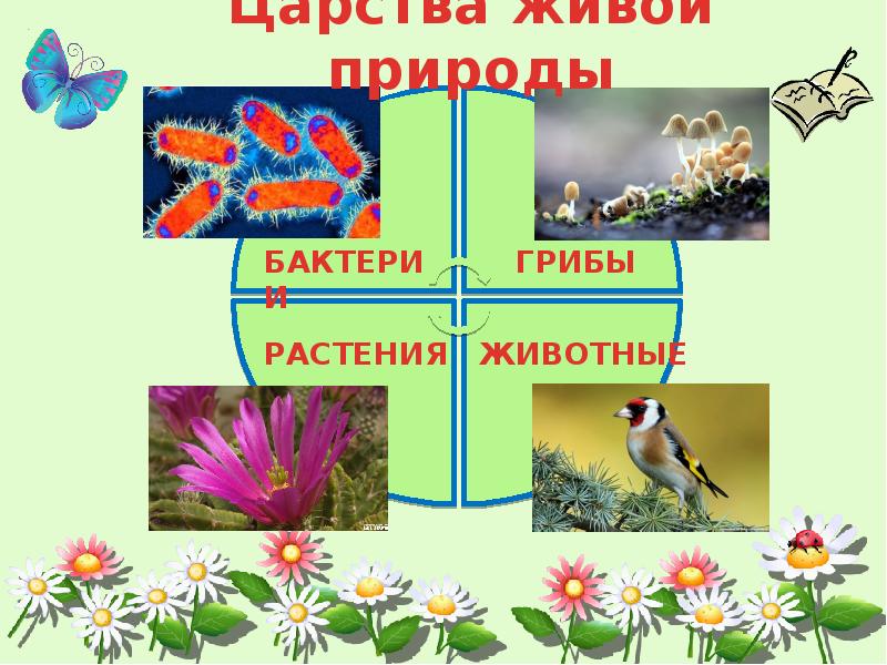 Царства живой природы. 5 Царств живой природы. Влияние человека на живую природу 5 класс биология. Буклет на тему биология - как наука о живой природе 6 класс плакат.