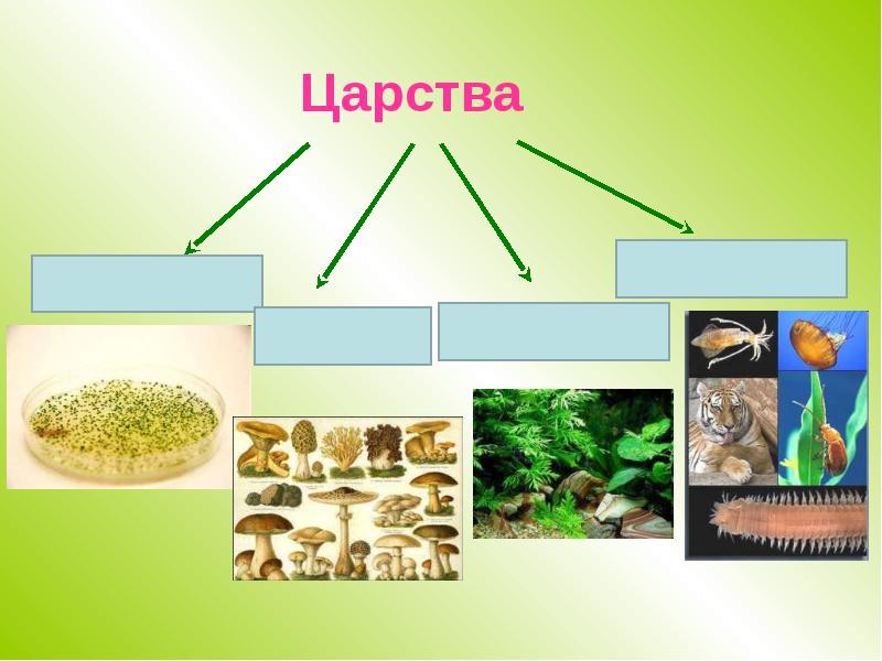 6 класс царства живой природы презентация