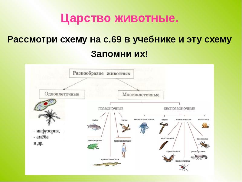 Проект царство животных 6 класс