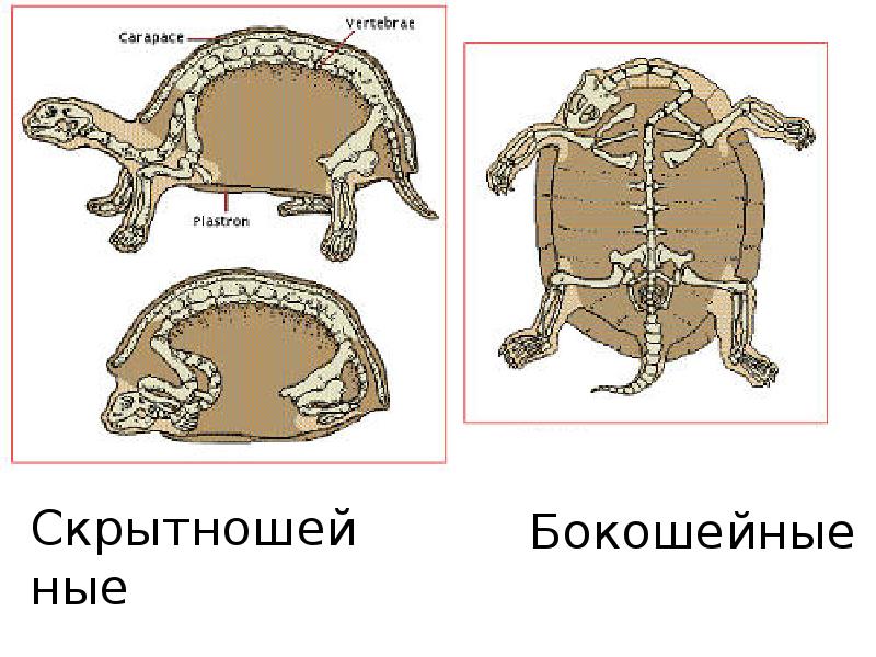 Какие особенности строения черепах