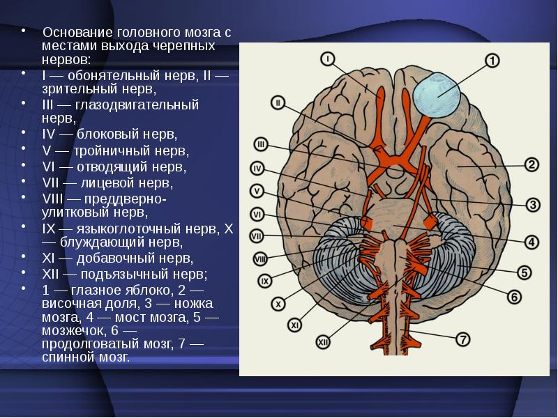 Черепно-мозговые нервы