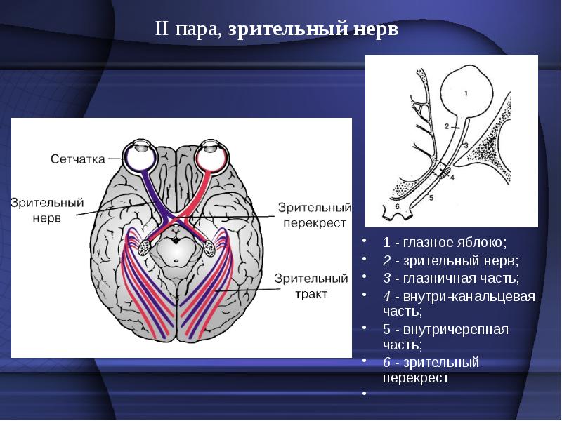 Черепно-мозговые нервы
