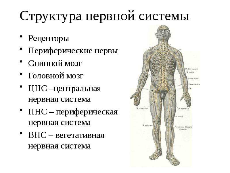 Спинной мозг неврология презентация