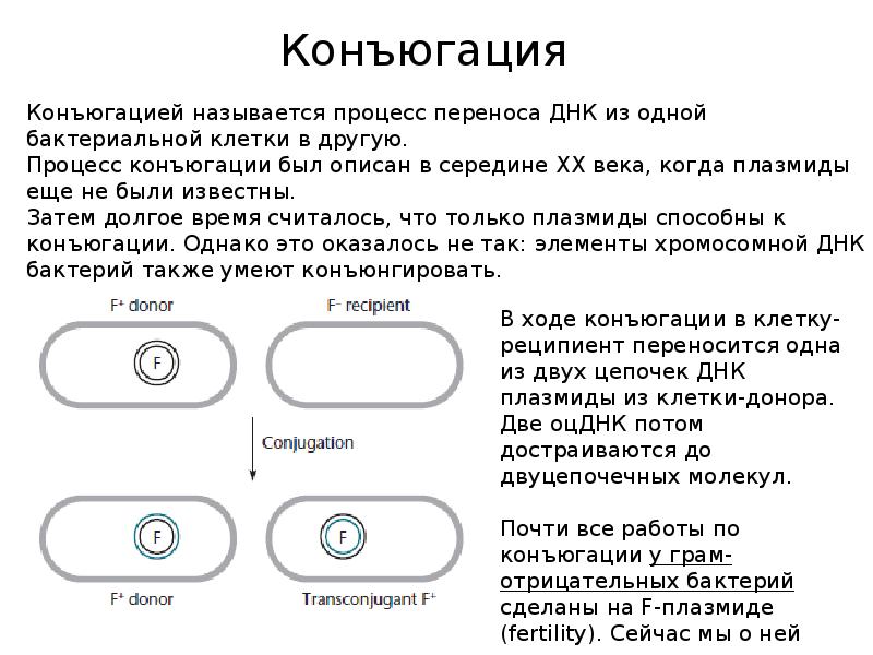 Что такое конъюгация в биологии. Процесс конъюгации. Конъюгация примеры. Конъюгация условия. Конъюгация простыми словами.