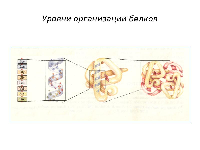 Белок том 1. Ddr2 (белок). Пд 1 белок презентация терапия.