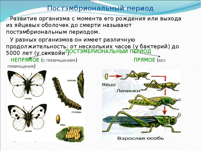 На рисунке представлено постэмбриональное развитие организма кузнечик