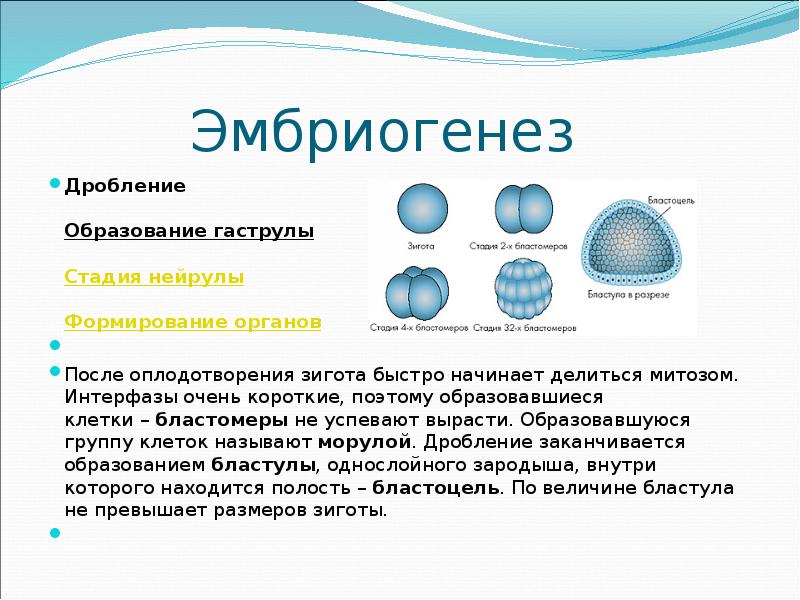 Восстановите подписи к немой схеме этапы эмбрионального развития