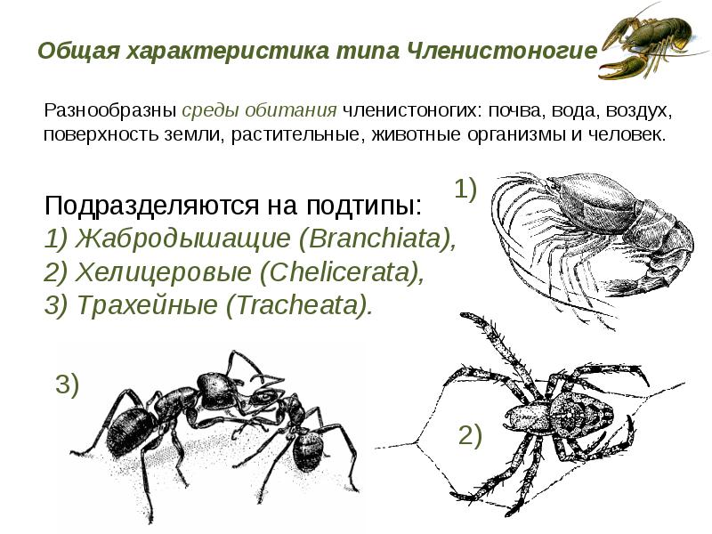 Презентация 7 класс тип членистоногие