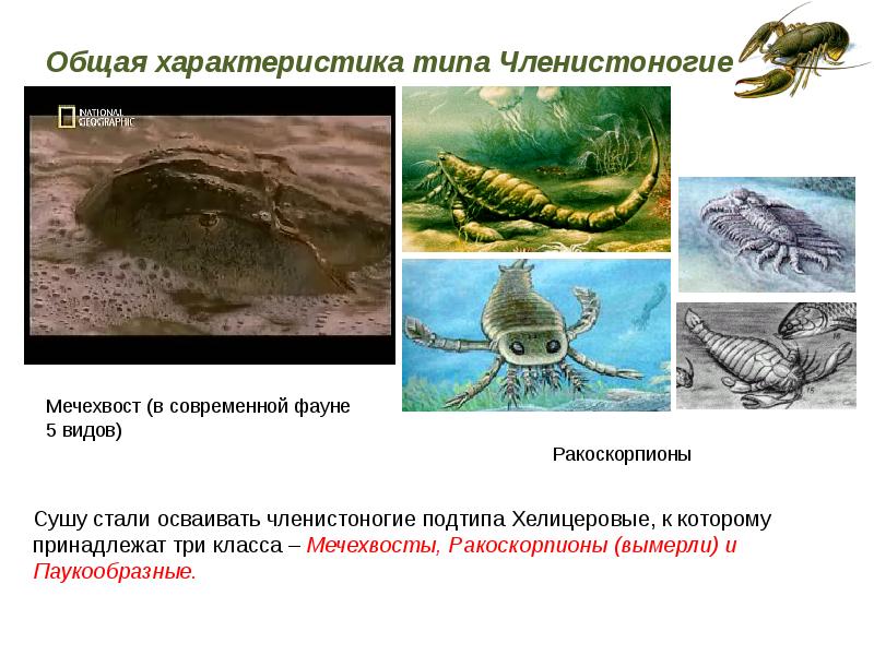 Презентация по биологии 7 класс тип членистоногие класс ракообразные