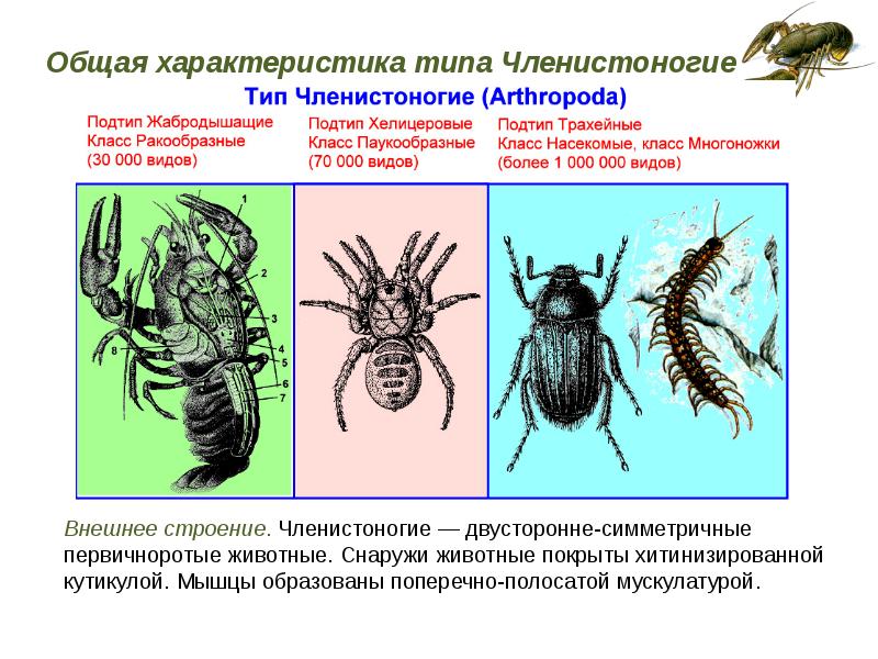 Класс членистоногие 7 класс презентация