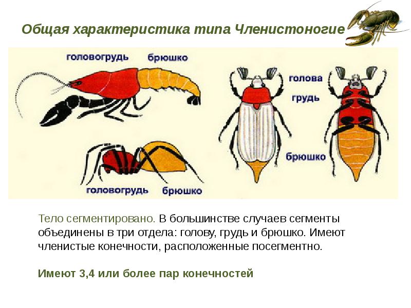 Тип членистоногие презентация