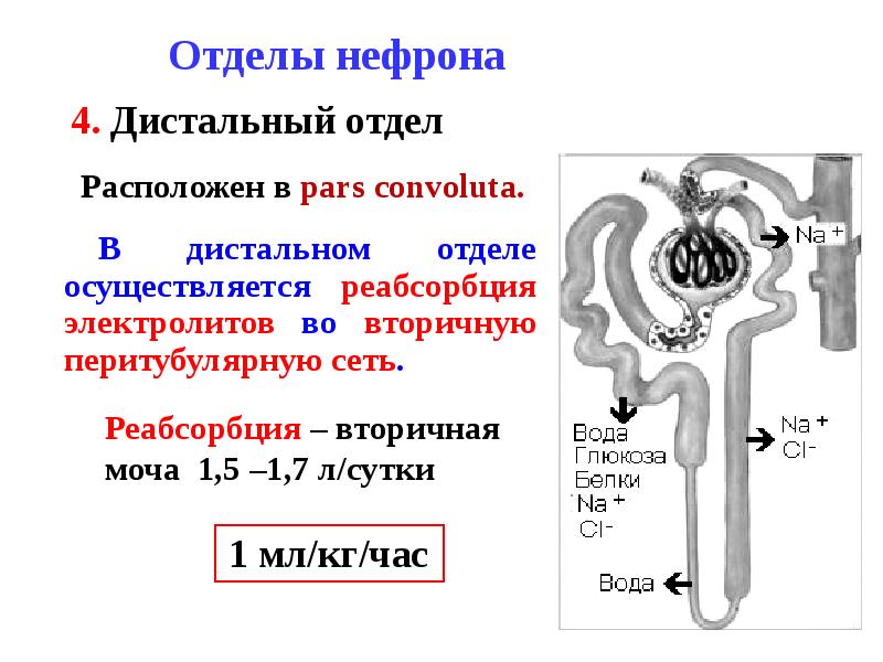 Абсорбция и реабсорбция образование мочи презентация 10 класс