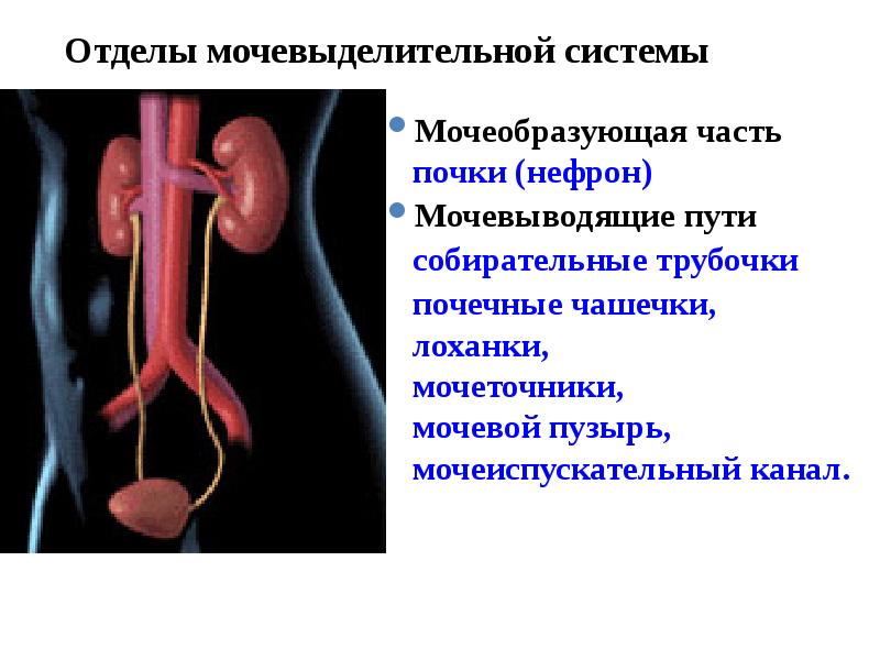 Мочевыделительная система анатомия презентация