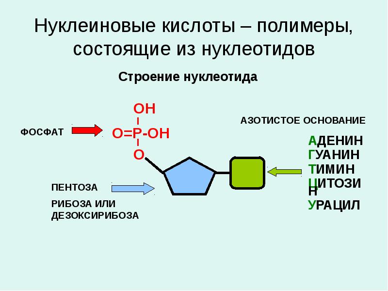 На рисунке изображен нуклеотид являющийся мономером клеточного полимера назовите часть нуклеотида