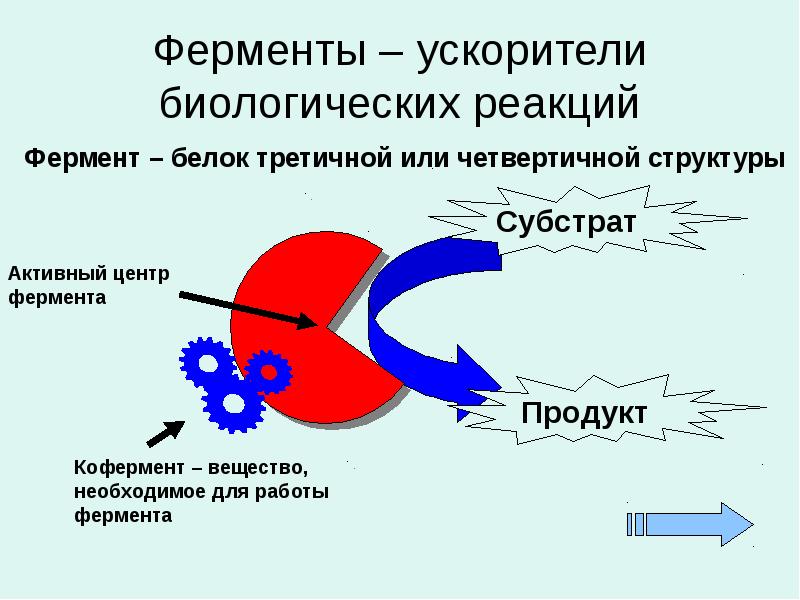 Реакции ферментов. Ускорители ферментов. Фермент субстрат кофермент. Субстрат это в биохимии. Фермент белок субстрат.