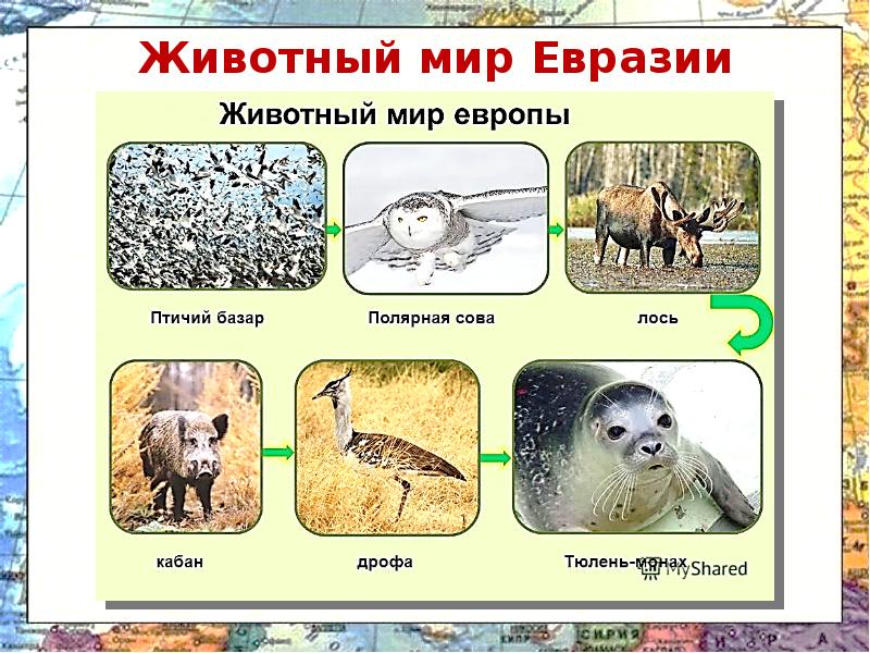 Животные континентов для детей. Животный мир азии. Животные евразии для детей. Животные и растения европы. Животные евразии.