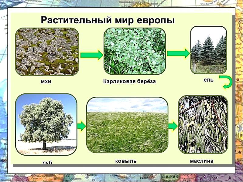 Растительный мир евразии картинки