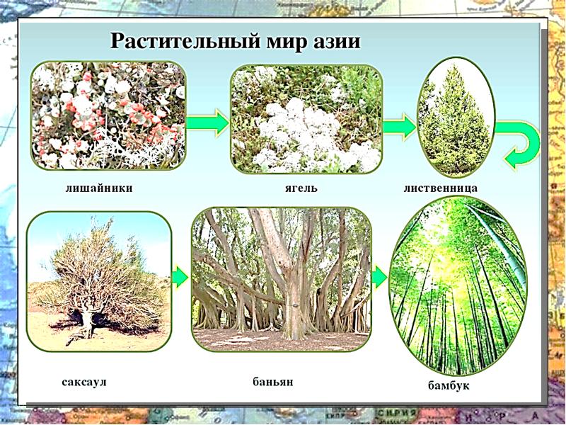 Растительный мир евразии картинки