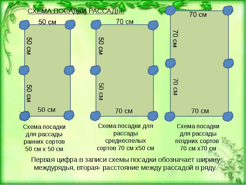 Схема высадки рассады капусты