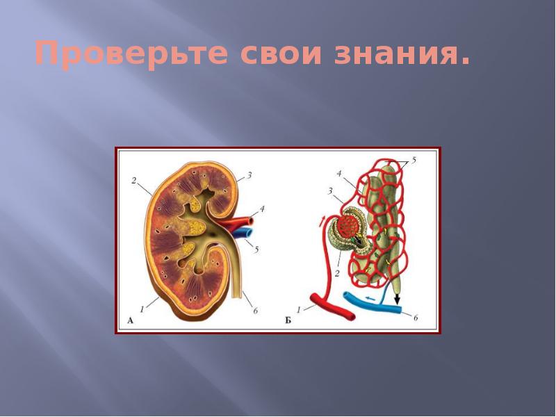 Биология 8 класс органы выделения человека презентация