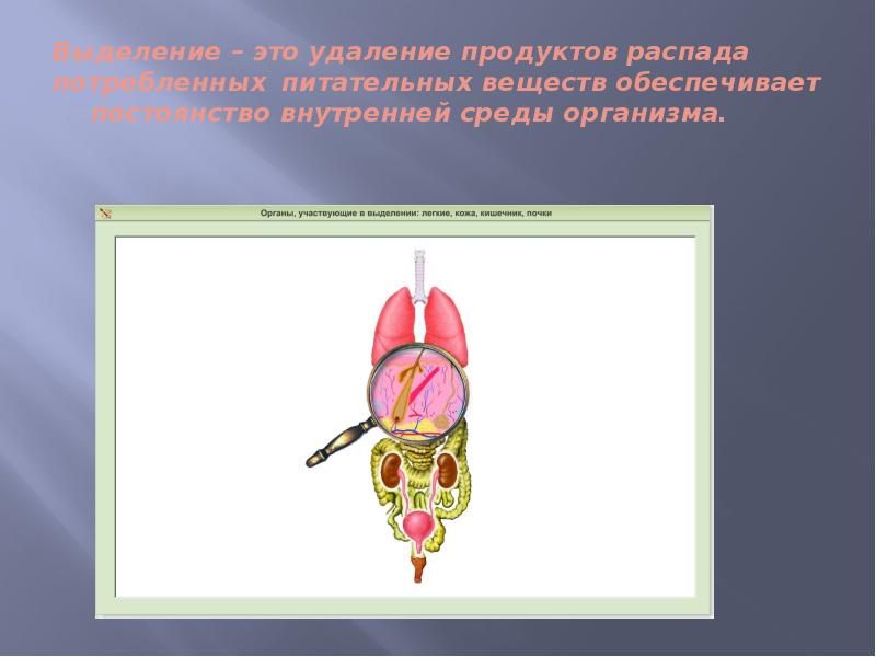 Органы выделения презентация