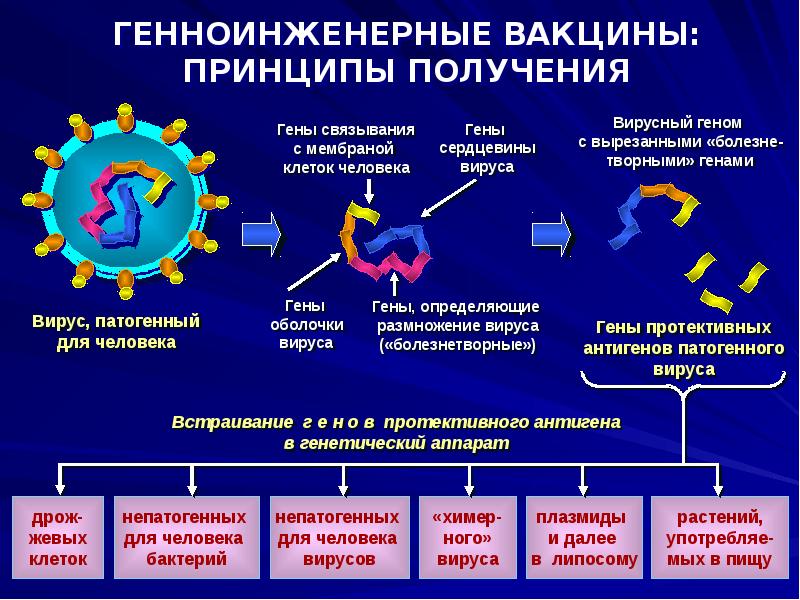 Презентация вакцины виды вакцин