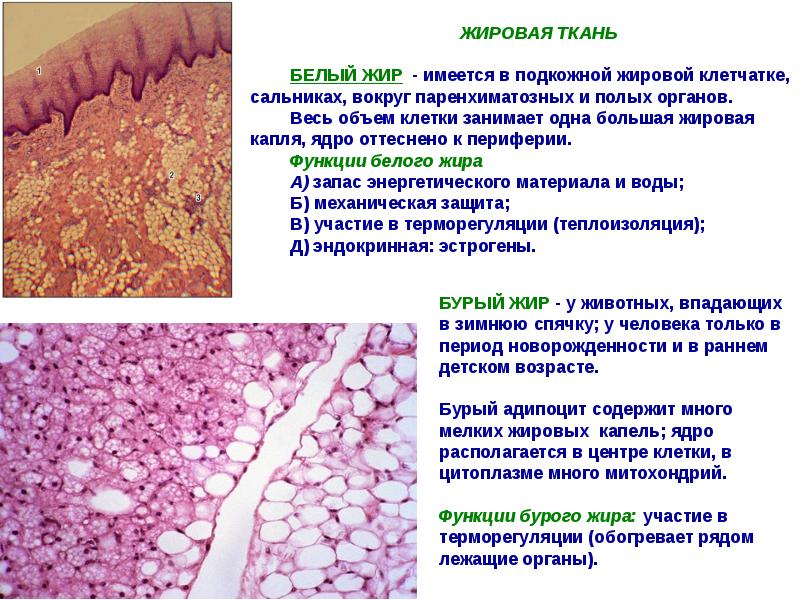 Скелетные ткани презентация