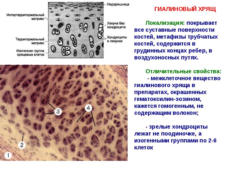 Скелетные ткани гистология презентация