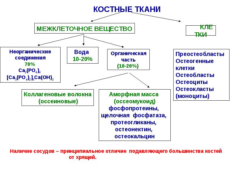 Костные ткани презентация