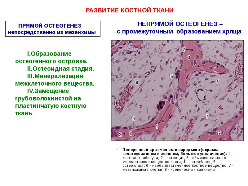 Скелетные ткани презентация