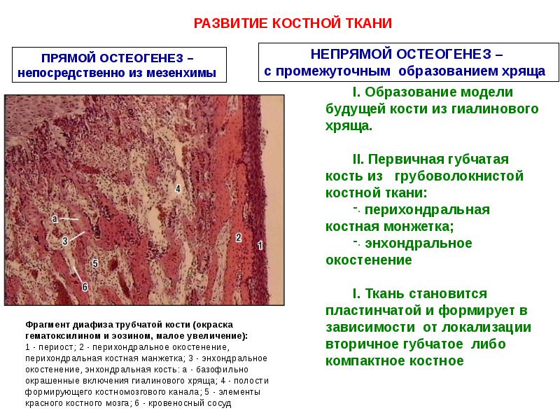 Скелетные ткани презентация