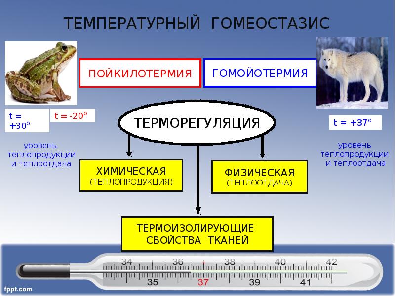 Гомойотермные животные. Гомойотермия и пойкилотермия. Теплопродукция животных. Гетеротермные и гомойотермные. Примеры терморегуляции у животных.