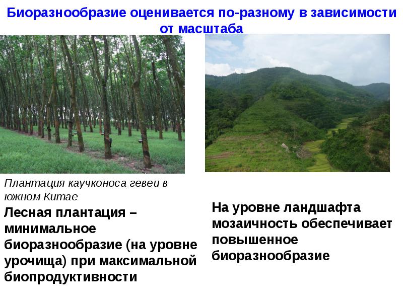 Пространственная структура ландшафтов. Биоразнообразия и устойчивости. Уровни биоразнообразия. Изменение биоразнообразия по годам лес. Биоразнообразие Бродский.