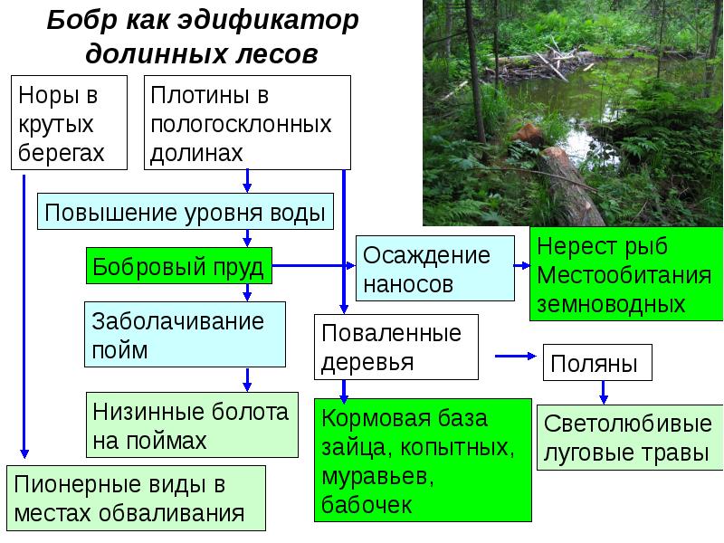 Лесной ландшафт презентация