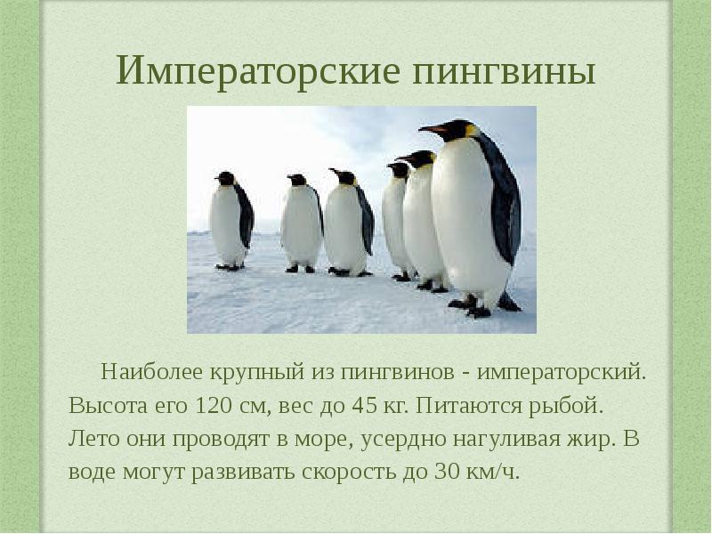 Императорские пингвины факты. Императорские пингвины морфологический критерии. Императорский Пингвин сообщение. Императорский Пингвин доклад. Императорский Пингвин презентация.