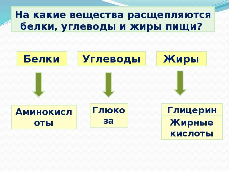 Почему пищевые белки жиры и углеводы распадаются на более простые соединения составьте схему кратко