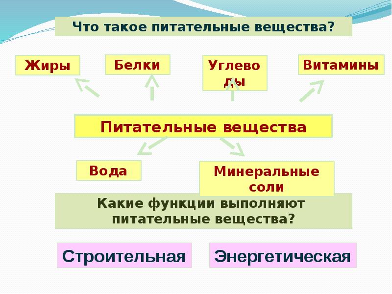 Перечислите питательные вещества биология. Какую функцию выполняют питательные вещества. Питательные вещества выполняют функции. Какие функции у питательных веществ. Какую роль выполняют питательные вещества.