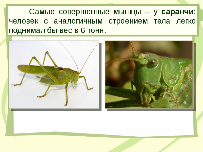 Внешнее строение саранчи. Внешнее строение кузнечика. Внутреннее строение саранчи 7 класс биология. Саранча перелетная строение. Строение прямокрылых кузнечиков.