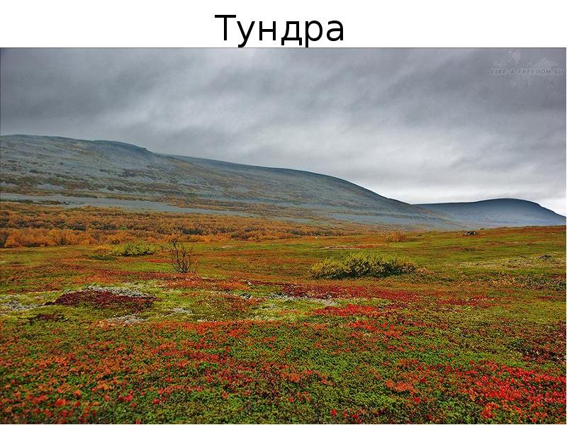 Тундра