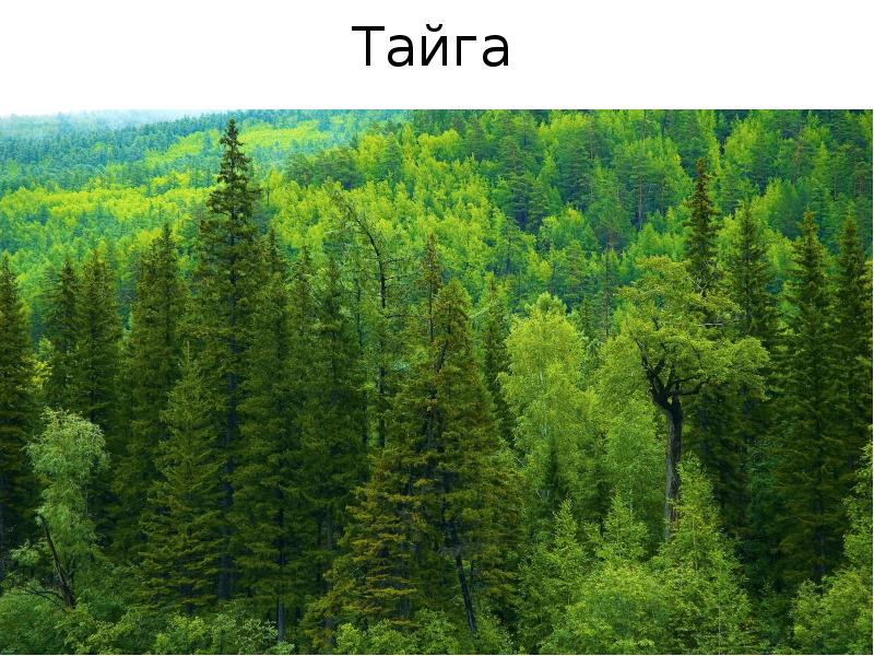 Тайга