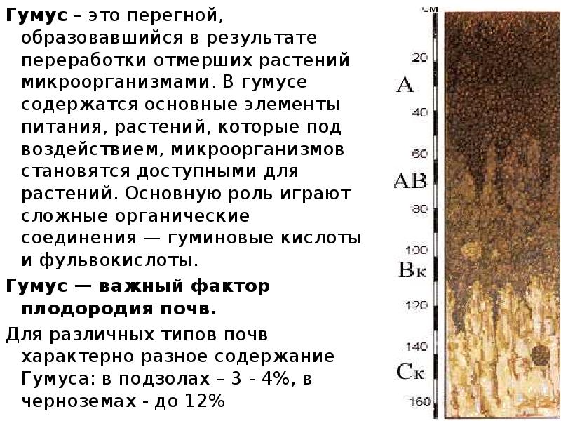 Гумус – это перегной, образовавшийся в результате переработки отмерших растений микроорганизмами.